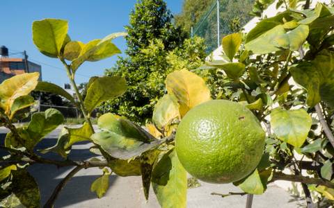 Michoacán; tercer estado más afectado por alza de precios en diciembre